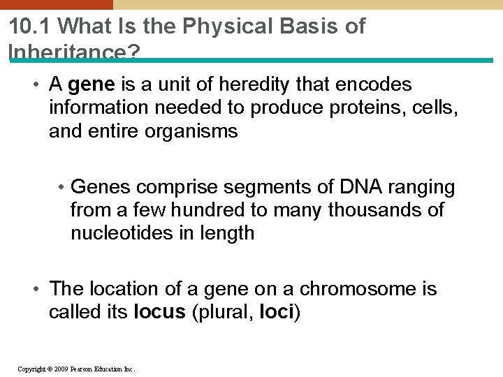 10. 1 What Is the Physical Basis of Inheritance? • A gene is a