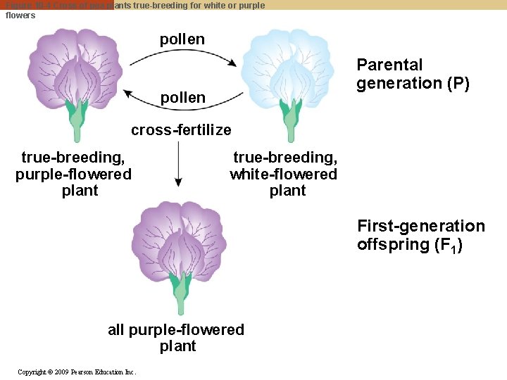 Figure 10 -4 Cross of pea plants true-breeding for white or purple flowers pollen