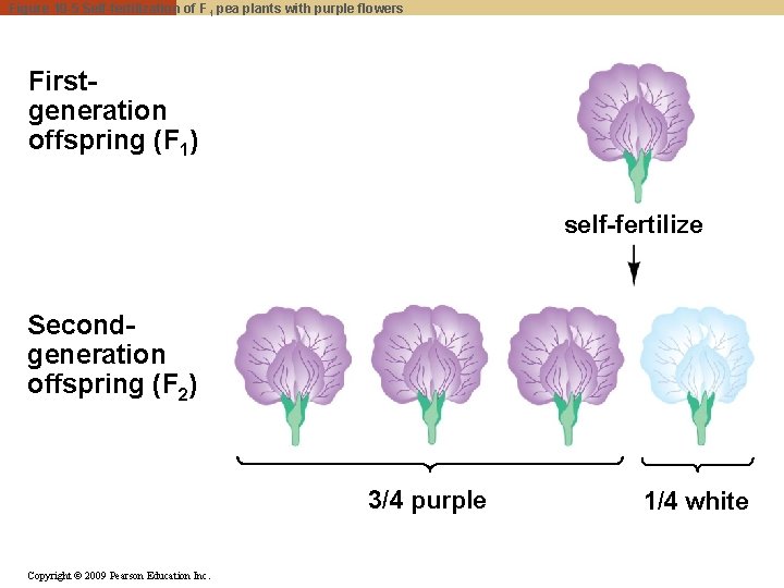 Figure 10 -5 Self-fertilization of F 1 pea plants with purple flowers Firstgeneration offspring