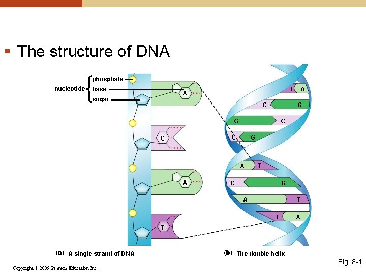 § The structure of DNA phosphate nucleotide base T A sugar C G G