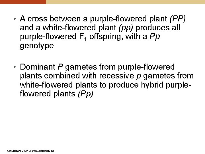  • A cross between a purple-flowered plant (PP) and a white-flowered plant (pp)