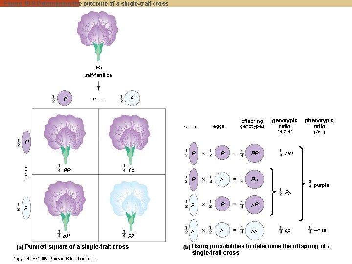 Figure 10 -8 Determining the outcome of a single-trait cross Pp self-fertilize P p