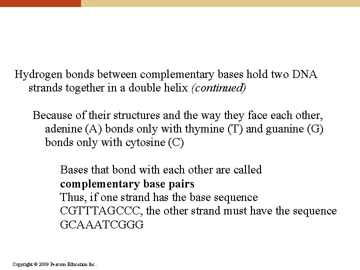 Hydrogen bonds between complementary bases hold two DNA strands together in a double helix