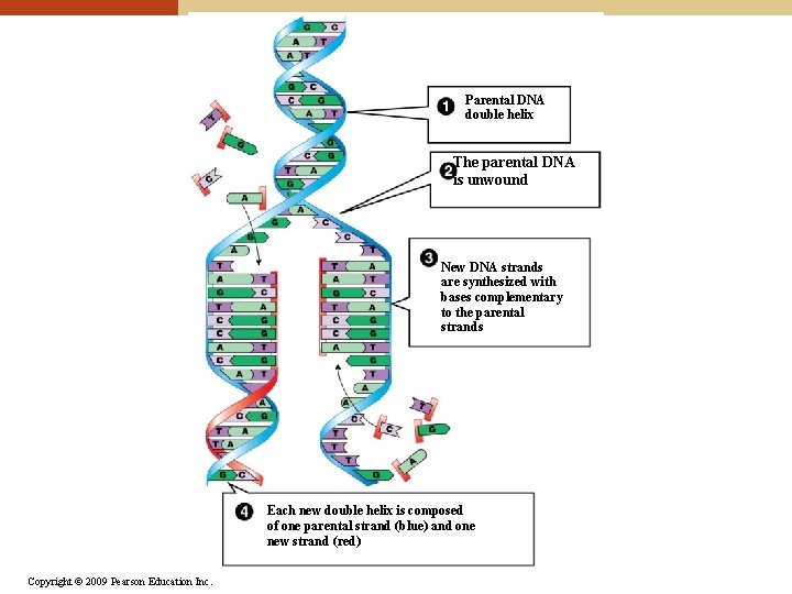 Parental DNA double helix The parental DNA is unwound New DNA strands are synthesized