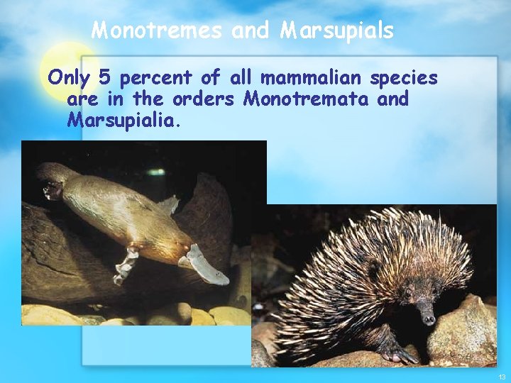 Monotremes and Marsupials Only 5 percent of all mammalian species are in the orders