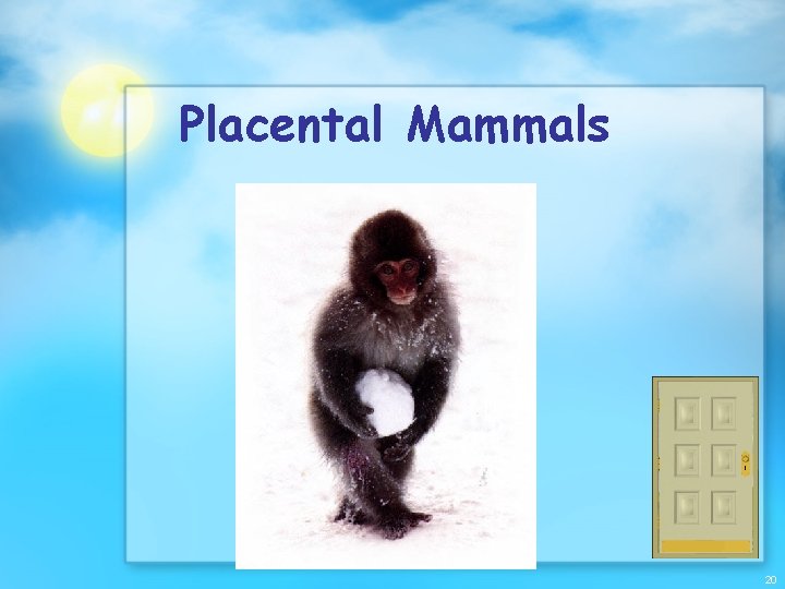 Placental Mammals 20 