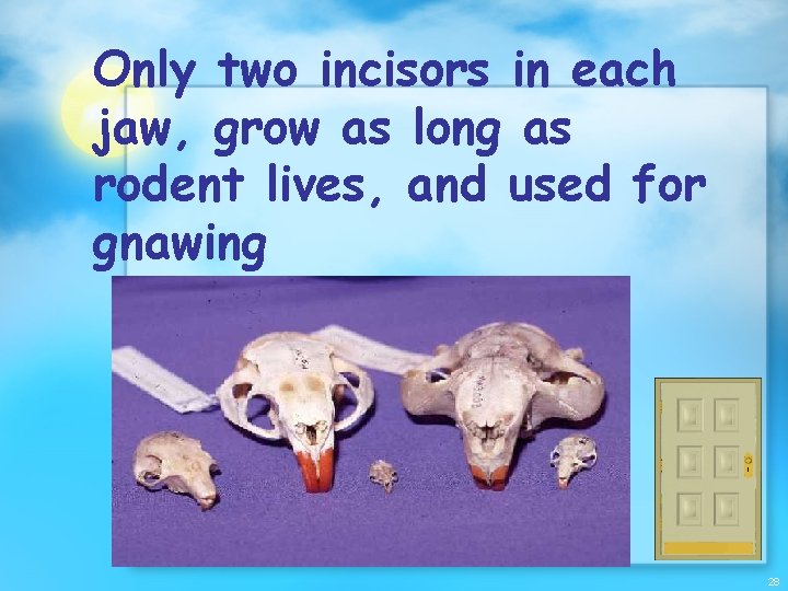 Only two incisors in each jaw, grow as long as rodent lives, and used