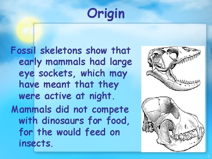 Origin Fossil skeletons show that early mammals had large eye sockets, which may have