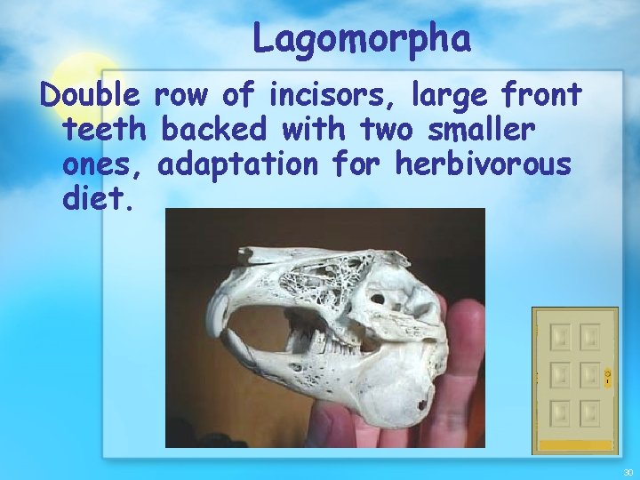 Lagomorpha Double row of incisors, large front teeth backed with two smaller ones, adaptation