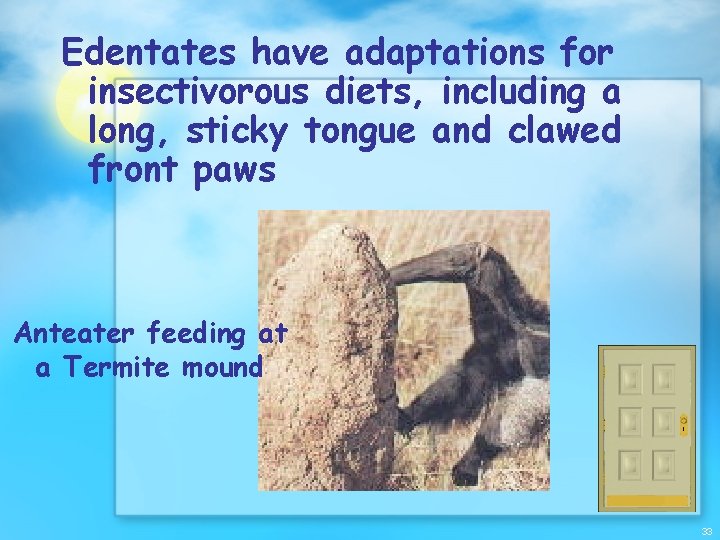 Edentates have adaptations for insectivorous diets, including a long, sticky tongue and clawed front