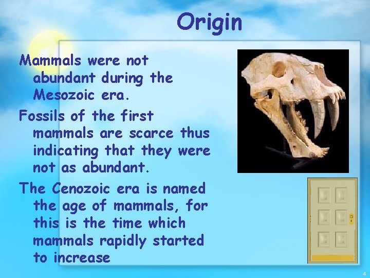 Origin Mammals were not abundant during the Mesozoic era. Fossils of the first mammals