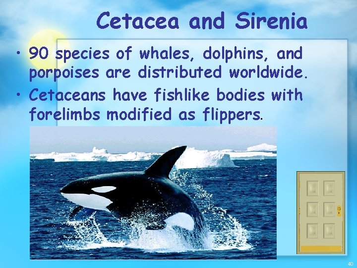 Cetacea and Sirenia • 90 species of whales, dolphins, and porpoises are distributed worldwide.