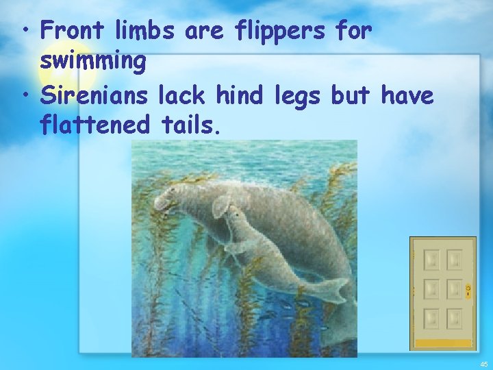  • Front limbs are flippers for swimming • Sirenians lack hind legs but