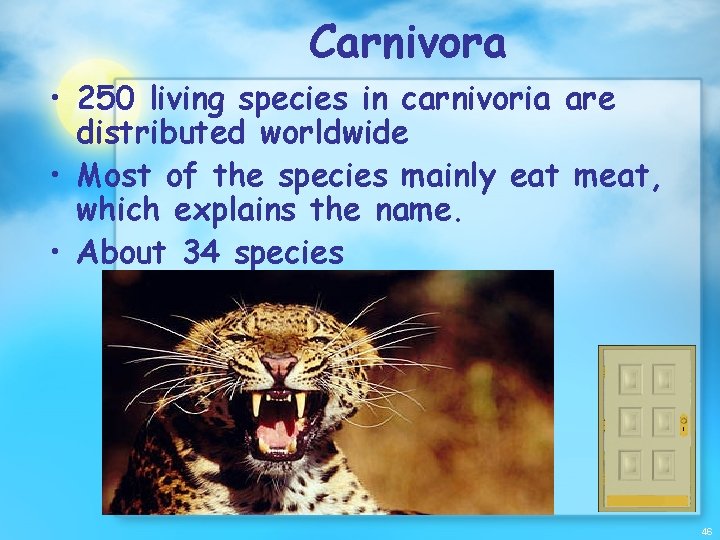 Carnivora • 250 living species in carnivoria are distributed worldwide • Most of the