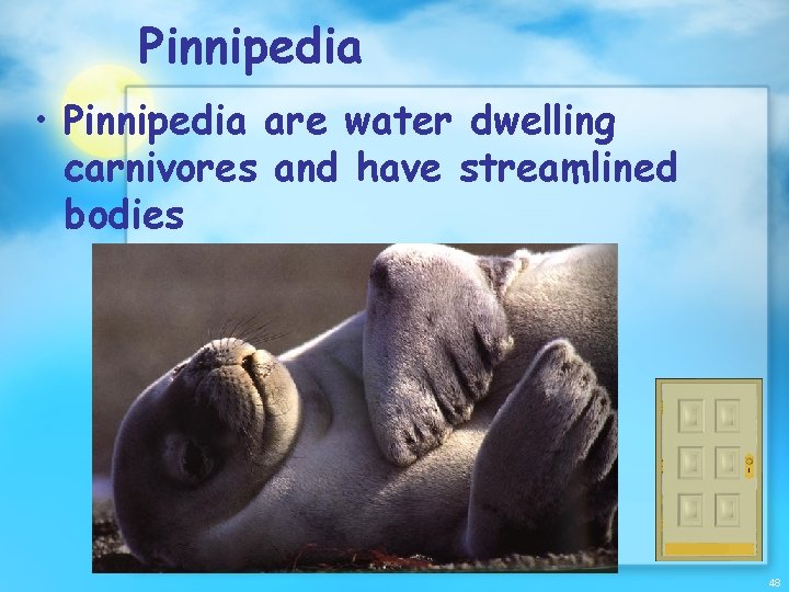 Pinnipedia • Pinnipedia are water dwelling carnivores and have streamlined bodies 48 