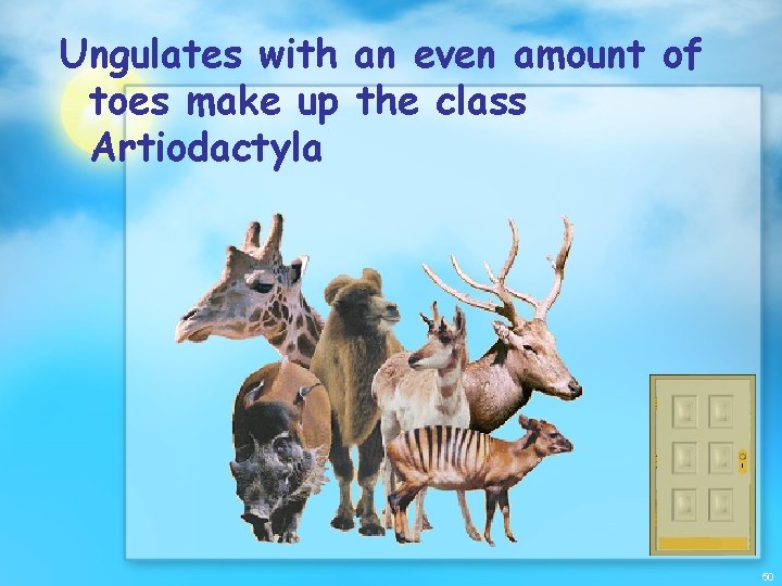 Ungulates with an even amount of toes make up the class Artiodactyla 50 