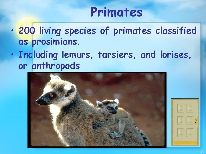 Primates • 200 living species of primates classified as prosimians. • Including lemurs, tarsiers,