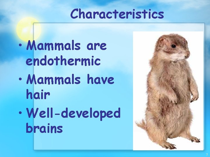 Characteristics • Mammals are endothermic • Mammals have hair • Well-developed brains 7 