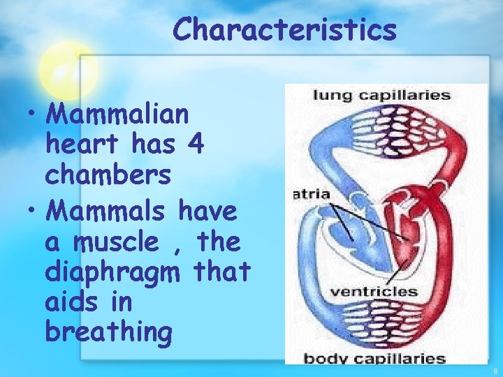 Characteristics • Mammalian heart has 4 chambers • Mammals have a muscle , the