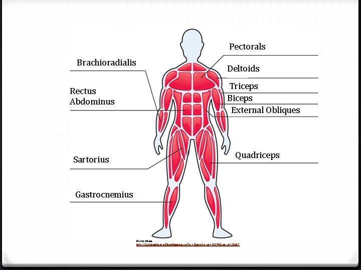 Pectorals Brachioradialis Rectus Abdominus Sartorius Deltoids Triceps Biceps External Obliques Quadriceps Gastrocnemius Picture from
