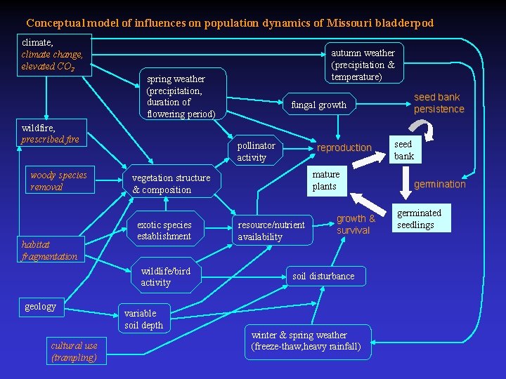 Conceptual model of influences on population dynamics of Missouri bladderpod climate, climate change, elevated