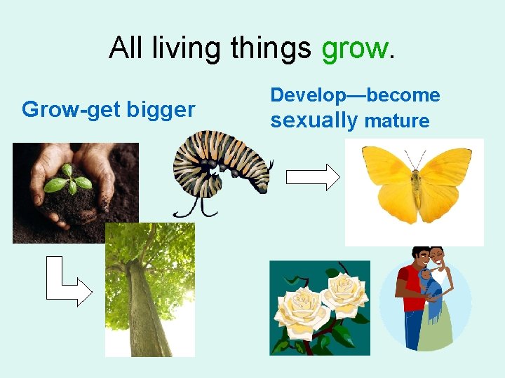All living things grow. Grow-get bigger Develop—become sexually mature 