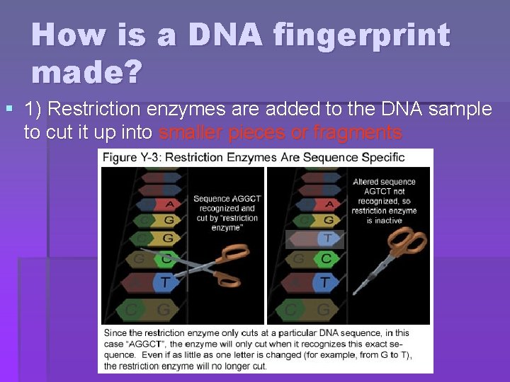 How is a DNA fingerprint made? § 1) Restriction enzymes are added to the