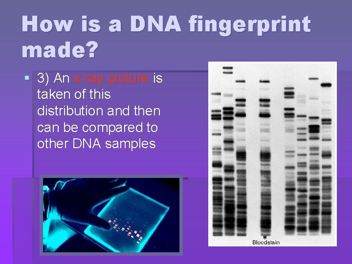 How is a DNA fingerprint made? § 3) An x-ray picture is taken of
