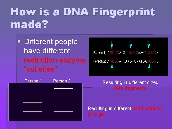 How is a DNA Fingerprint made? § Different people have different restriction enzyme “cut