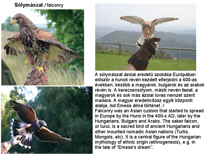 Sólymászat / falconry A sólymászat ázsiai eredetű szokása Európában előszőr a hunok révén kezdett