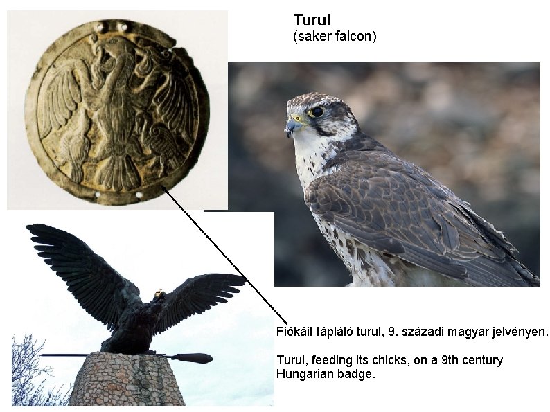 Turul (saker falcon) Fiókáit tápláló turul, 9. századi magyar jelvényen. Turul, feeding its chicks,