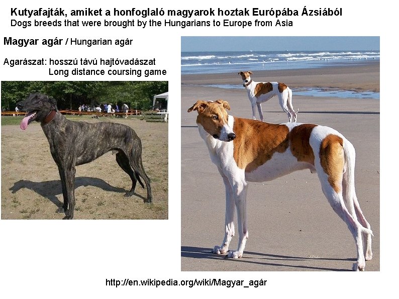 Kutyafajták, amiket a honfoglaló magyarok hoztak Európába Ázsiából Dogs breeds that were brought by