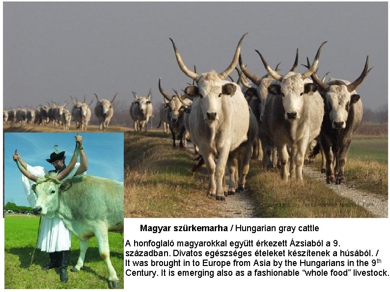 Magyar szürkemarha / Hungarian gray cattle A honfoglaló magyarokkal együtt érkezett Ázsiaból a 9.