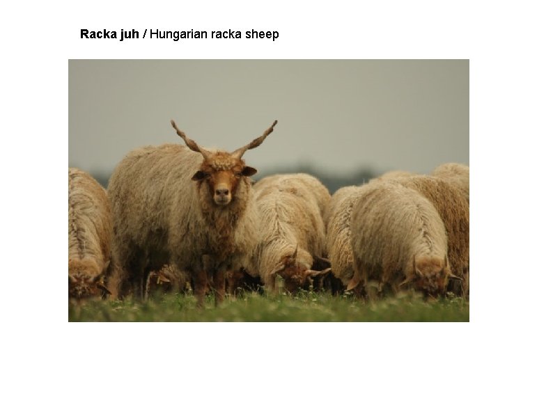 Racka juh / Hungarian racka sheep 