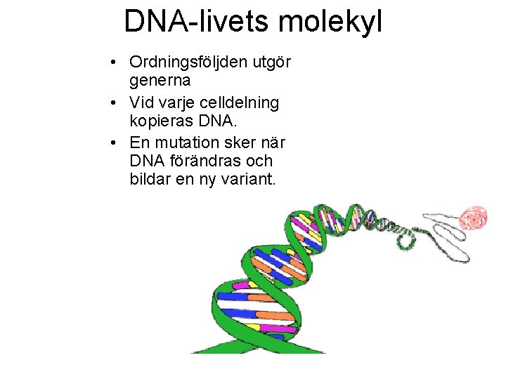DNA-livets molekyl • Ordningsföljden utgör generna • Vid varje celldelning kopieras DNA. • En