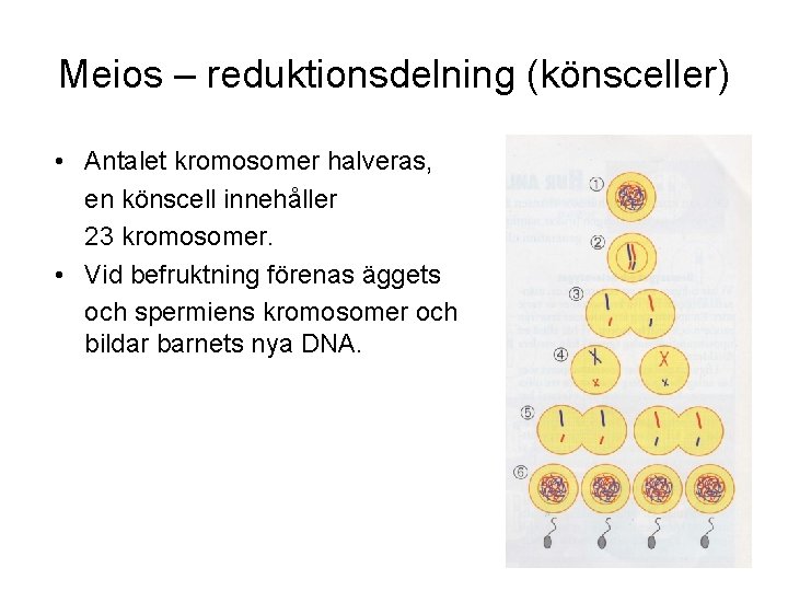 Meios – reduktionsdelning (könsceller) • Antalet kromosomer halveras, en könscell innehåller 23 kromosomer. •