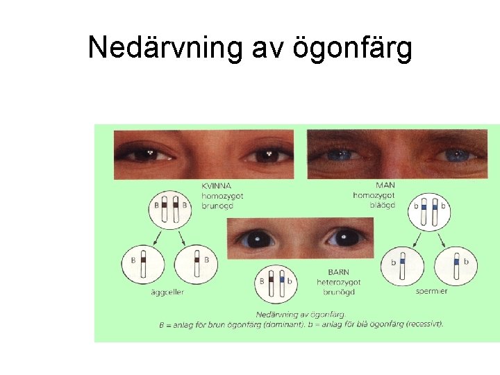 Nedärvning av ögonfärg 