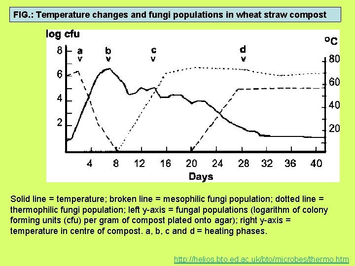 FIG. : Temperature changes and fungi populations in wheat straw compost Solid line =