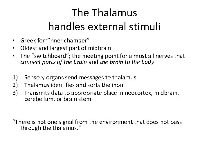 The Thalamus handles external stimuli • Greek for “inner chamber” • Oldest and largest