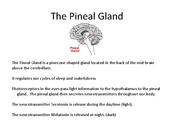 The Pineal Gland is a pinecone shaped gland located in the back of the