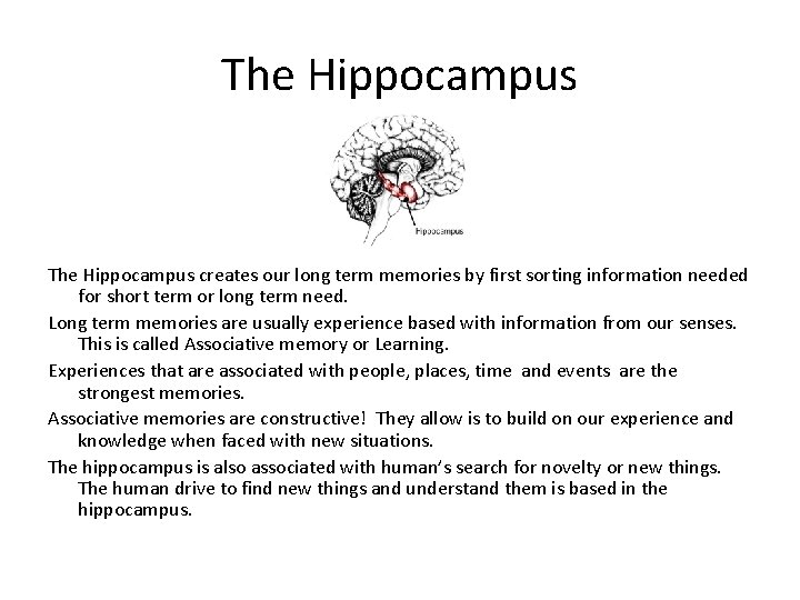 The Hippocampus creates our long term memories by first sorting information needed for short