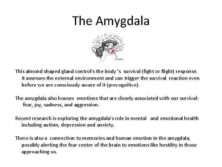 The Amygdala This almond shaped gland control’s the body ‘s survival (fight or flight)