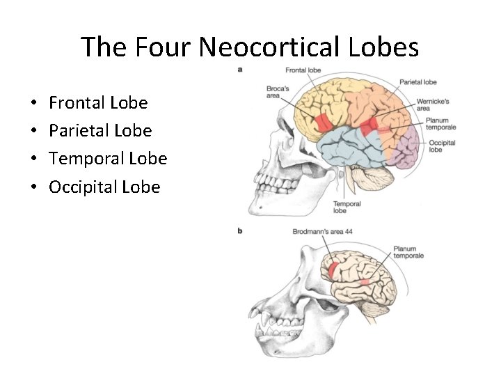 The Four Neocortical Lobes • • Frontal Lobe Parietal Lobe Temporal Lobe Occipital Lobe