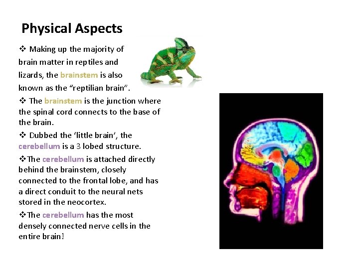 Physical Aspects v Making up the majority of brain matter in reptiles and lizards,