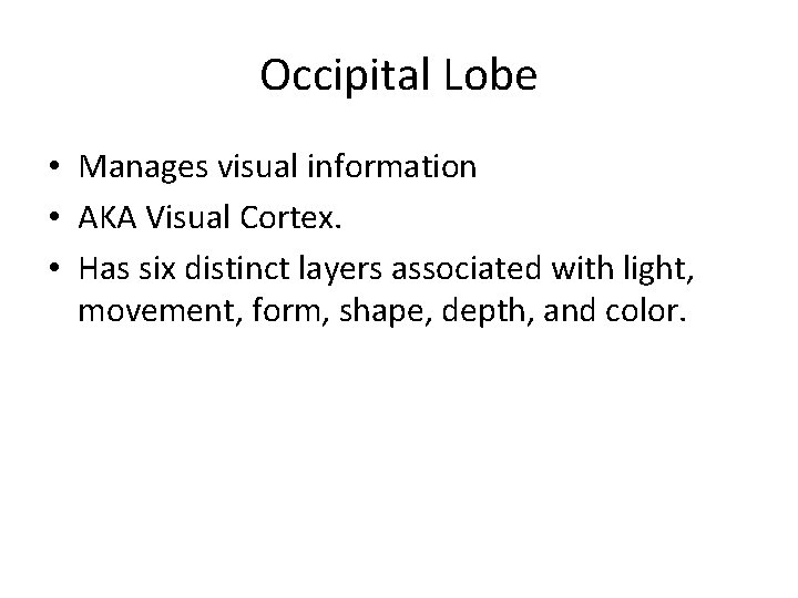 Occipital Lobe • Manages visual information • AKA Visual Cortex. • Has six distinct