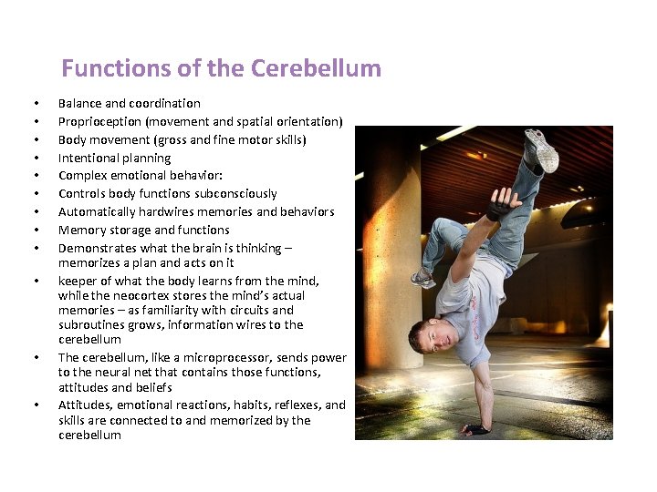Functions of the Cerebellum • • • Balance and coordination Proprioception (movement and spatial