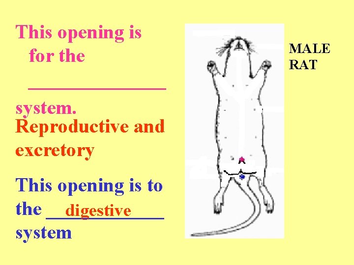 This opening is for the _______ system. Reproductive and excretory This opening is to