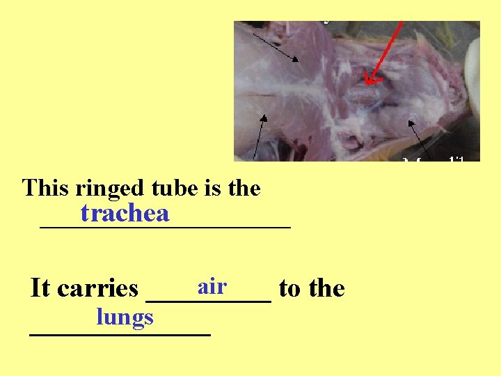 This ringed tube is the trachea __________ air It carries _____ to the lungs
