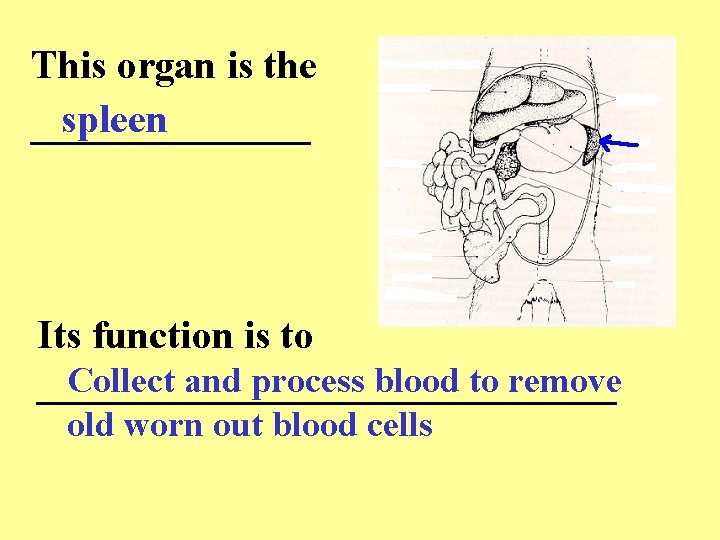 This organ is the spleen _______ Its function is to Collect and process blood