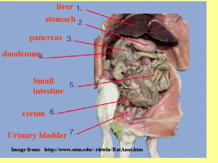 liver stomach pancreas duodenum Small intestine cecum Urinary bladder Image from: http: //www. utm.